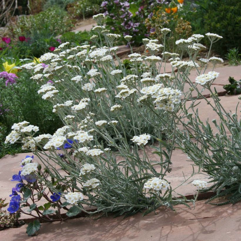 Achillea kellereri - Achillée (Port)