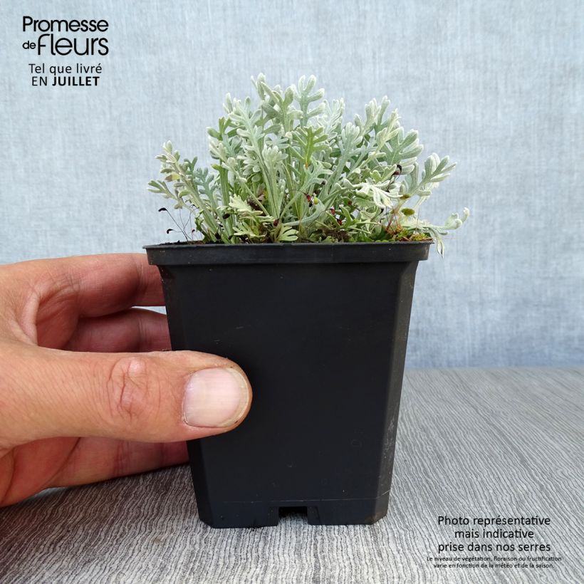 Spécimen de Achillea kellereri - Achillée Godet de 8/9 cm tel que livré en été