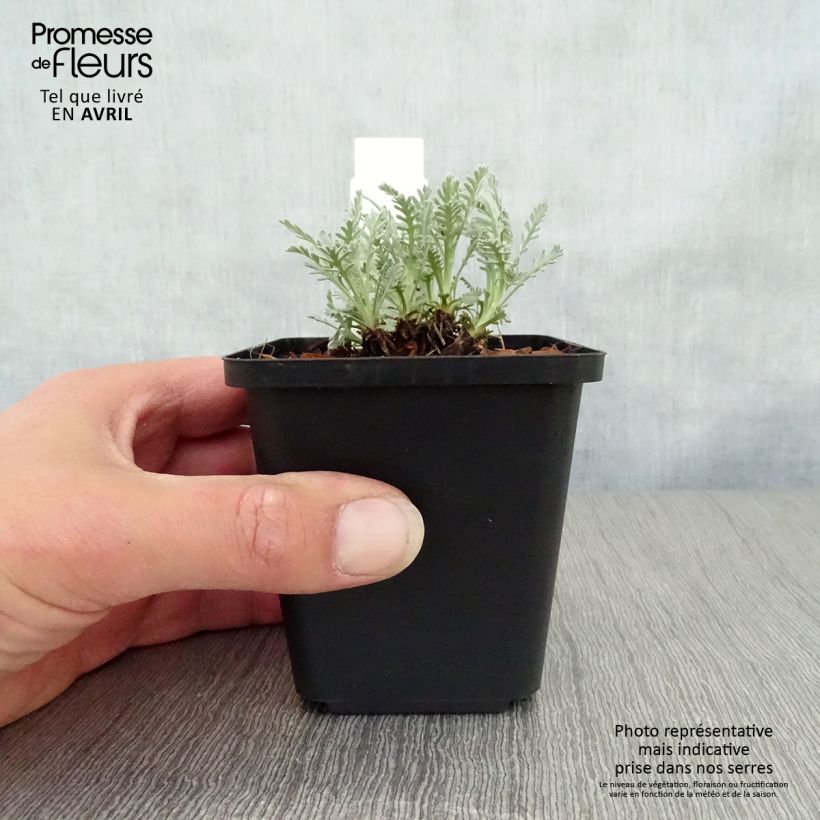 Spécimen de Achillea kellereri - Achillée Godet de 9cm tel que livré au printemps