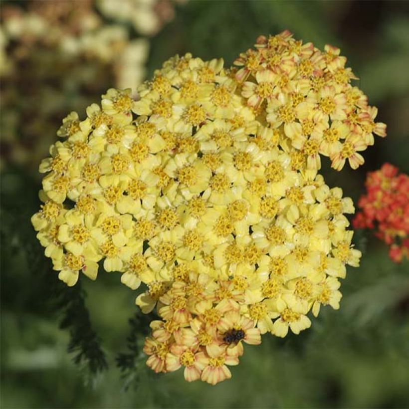 Achillée Desert Eve Terracotta (Floraison)