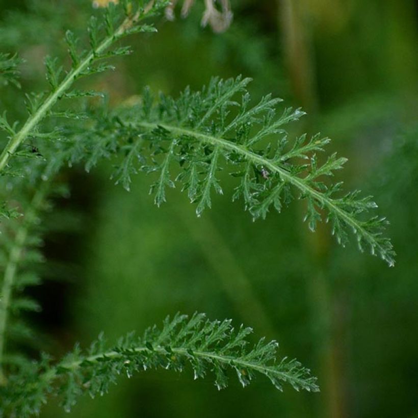 Achillée millefolium Excel (Feuillage)