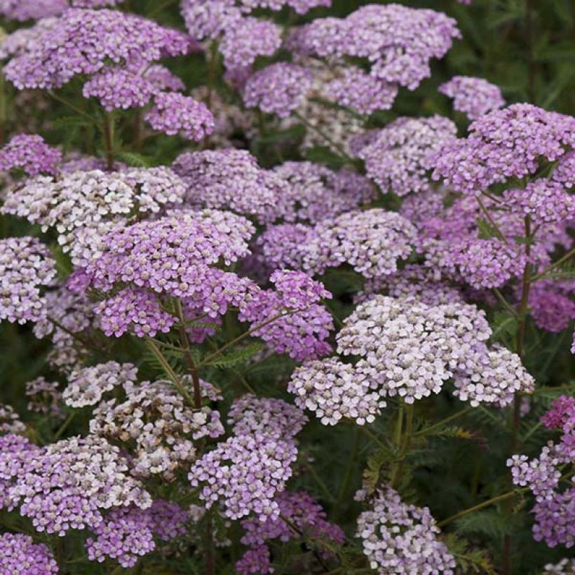 Achillée millefolium Excel (Floraison)