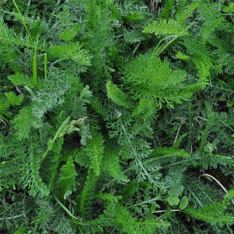 Achillée millefolium Jacqueline (Feuillage)