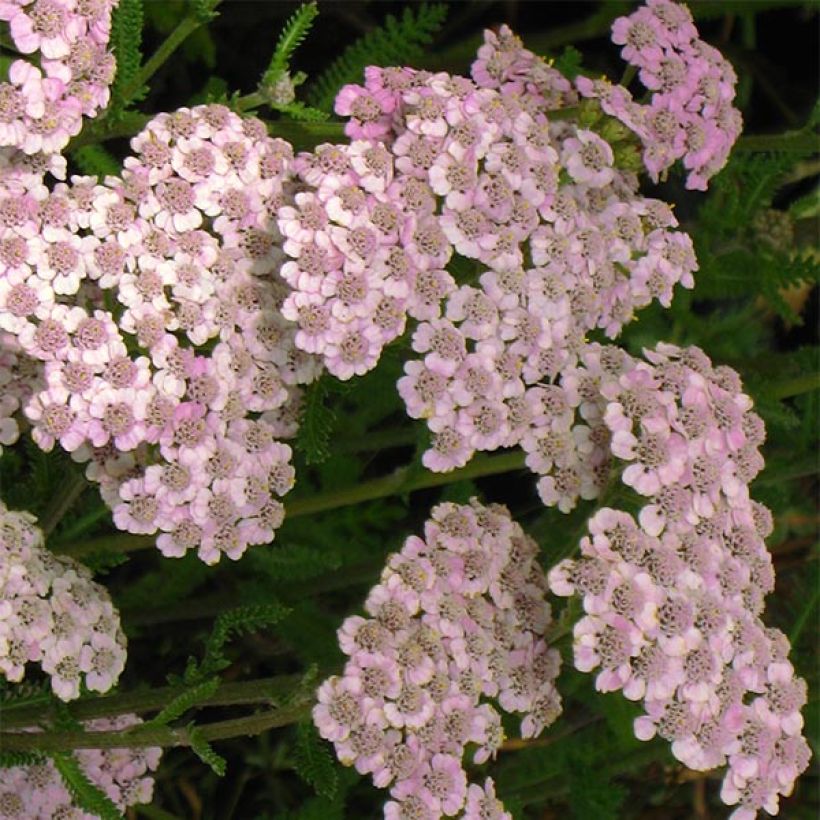 Achillée millefolium Jacqueline (Floraison)