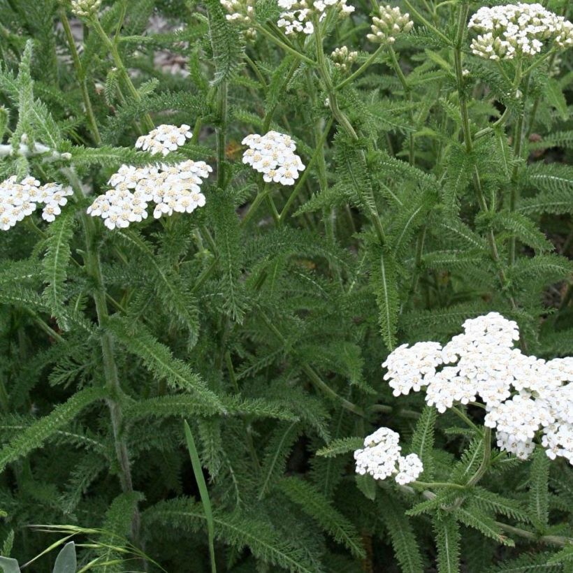 Achillée milllefeuille Mondpagode (Feuillage)