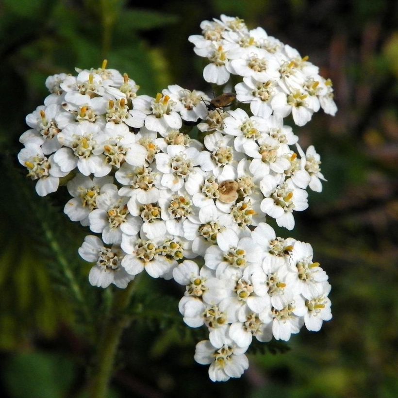 Achillée milllefeuille Mondpagode (Floraison)