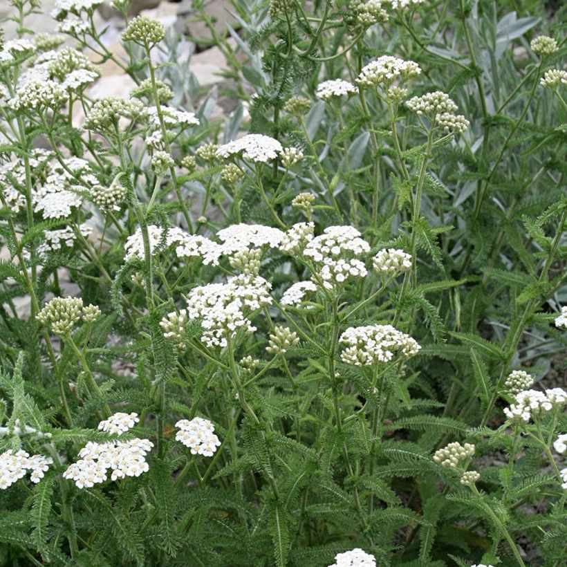 Achillée milllefeuille Mondpagode (Port)