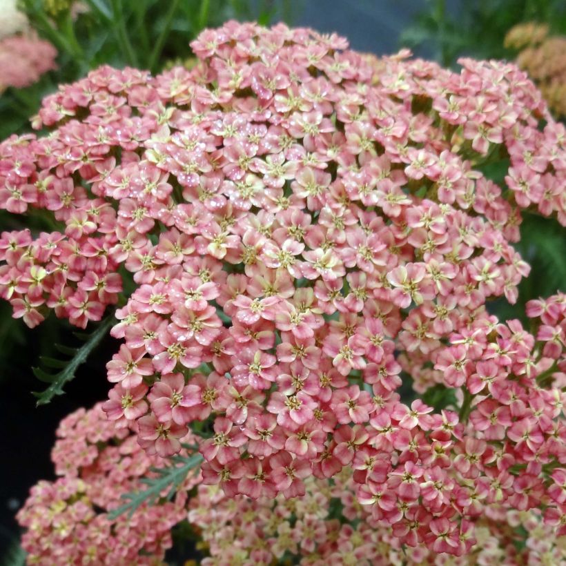 Achillée millefolium Peachy Seduction (Floraison)