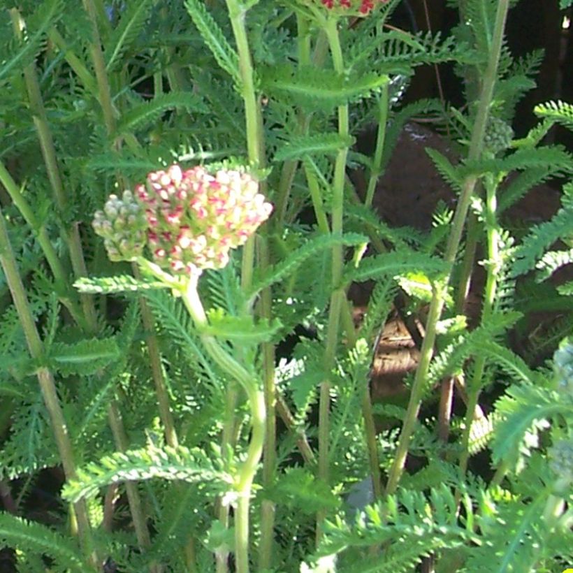 Achillée millefolium The Beacon (Fanal) (Feuillage)