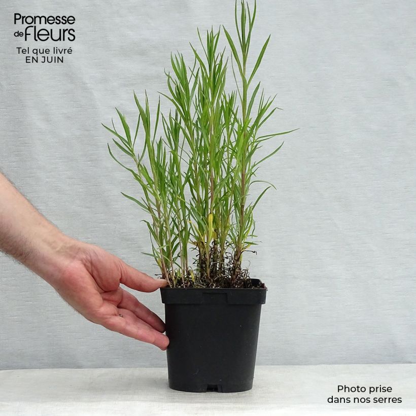 Spécimen de Achillea ptarmica Boule de Neige - Bouton d'argent Pot de 2L/3L tel que livré en été