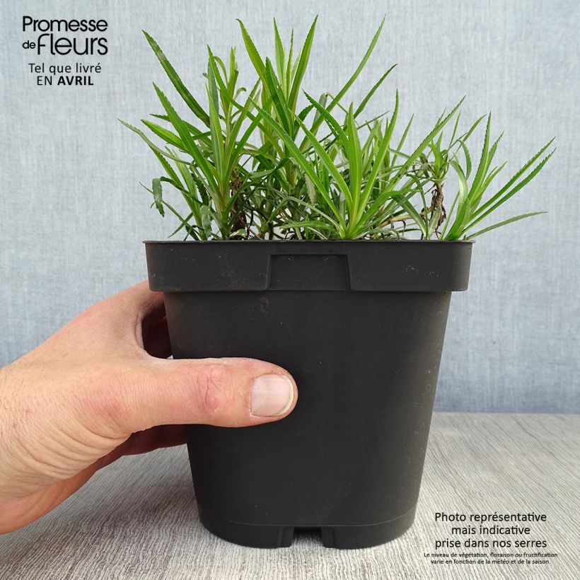 Spécimen de Achillea ptarmica Boule de Neige - Bouton d'argent Pot de 2L/3L tel que livré au printemps