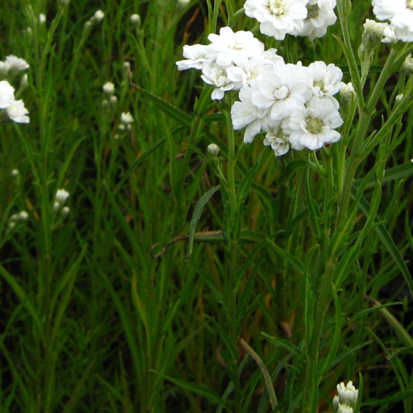 Achillea ptarmica Weihenstephan - Bouton d'argent (Feuillage)