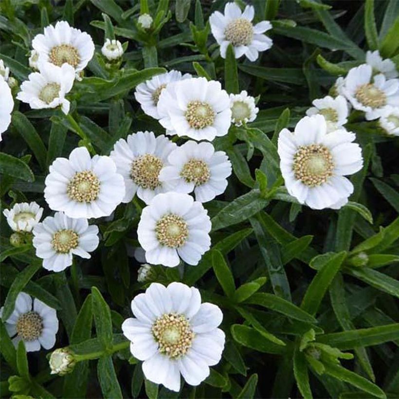 Achillea ptarmica Weihenstephan - Bouton d'argent (Floraison)