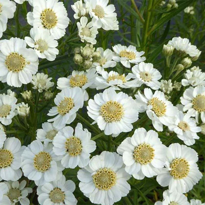 Achillea ptarmica Xana - Bouton d'argent (Floraison)