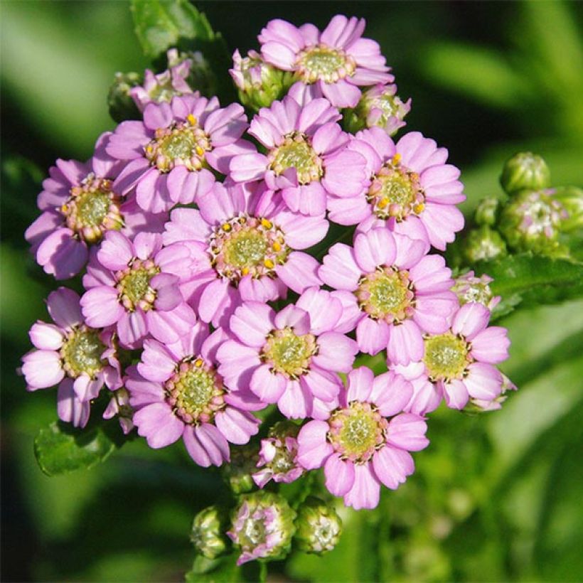 Achilléa sibirica var. camtschatica Love Parade - Achillée de Sibérie. (Floraison)