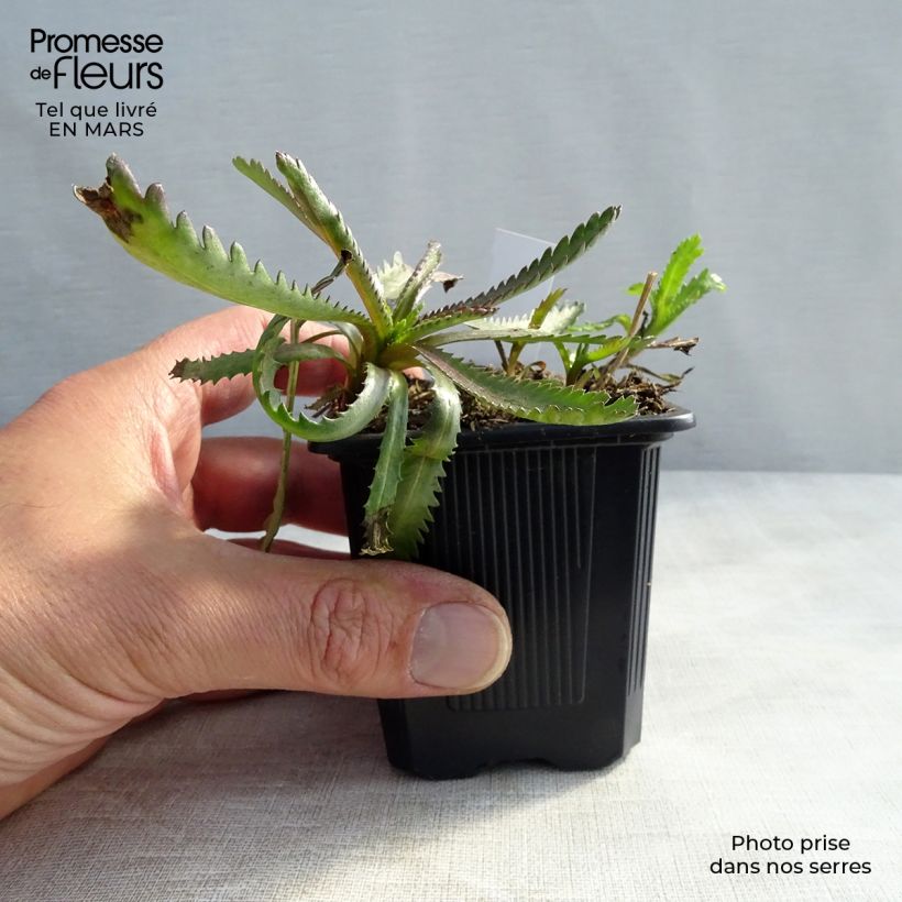 Spécimen de Achilléa sibirica var. camtschatica Love Parade - Achillée de Sibérie. Godet de 8 cm tel que livré au printemps
