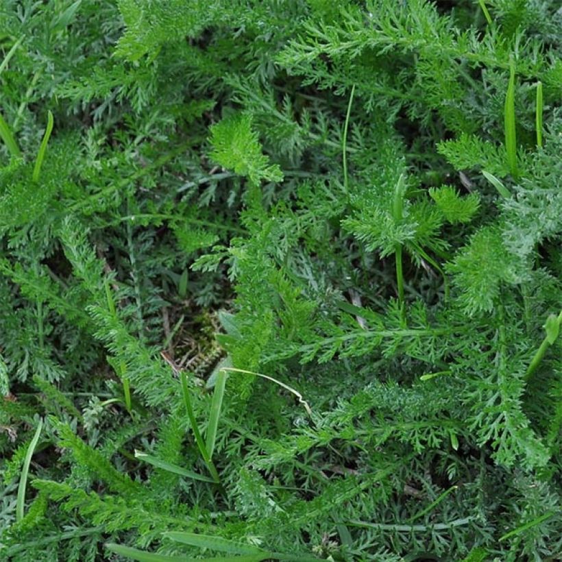 Achillée taygetea - Achillea taygetea (Feuillage)