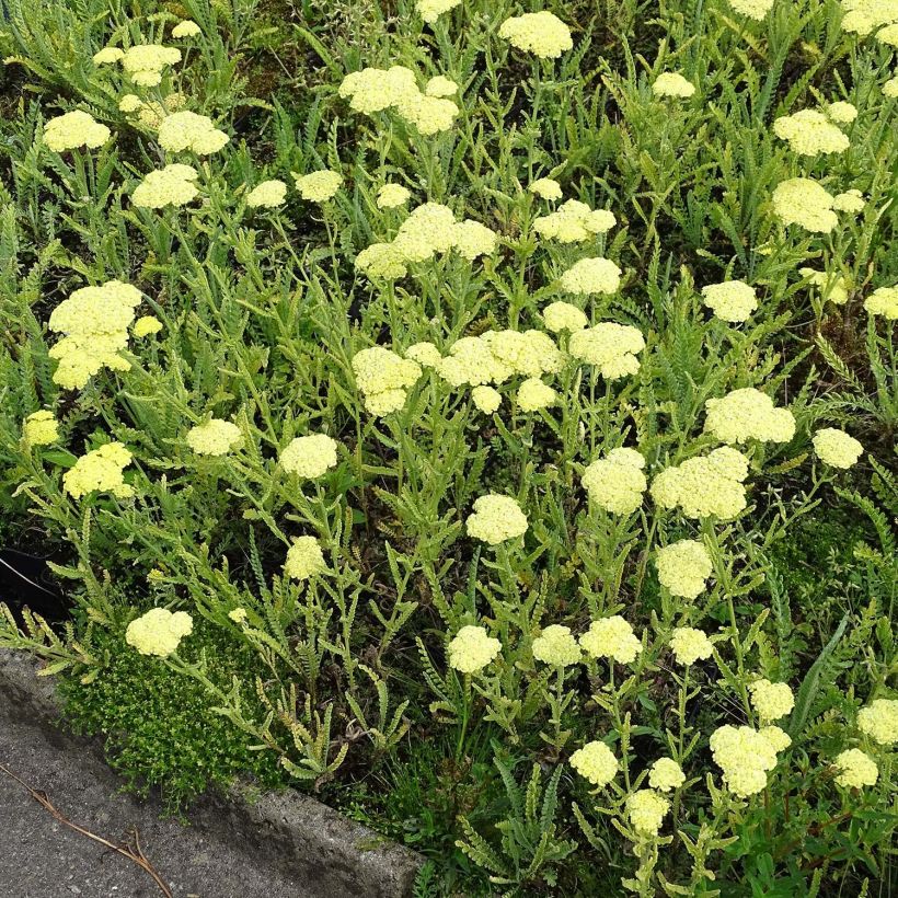 Achillée taygetea - Achillea taygetea (Port)