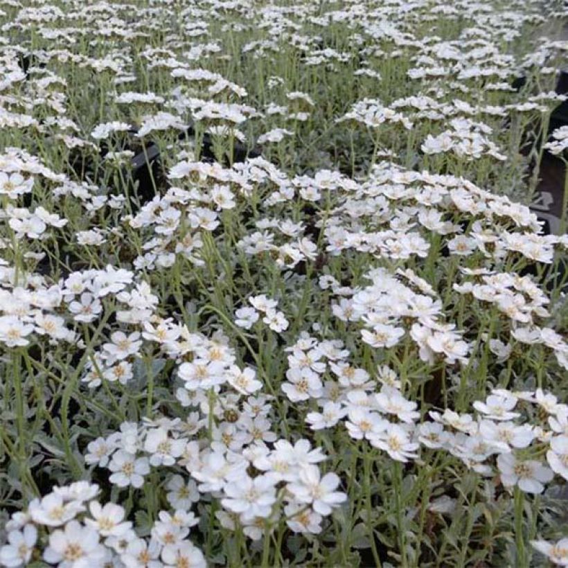 Achillea umbellata - Achillée (Floraison)