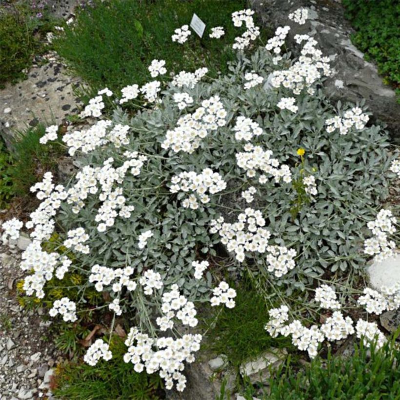 Achillea umbellata - Achillée (Port)