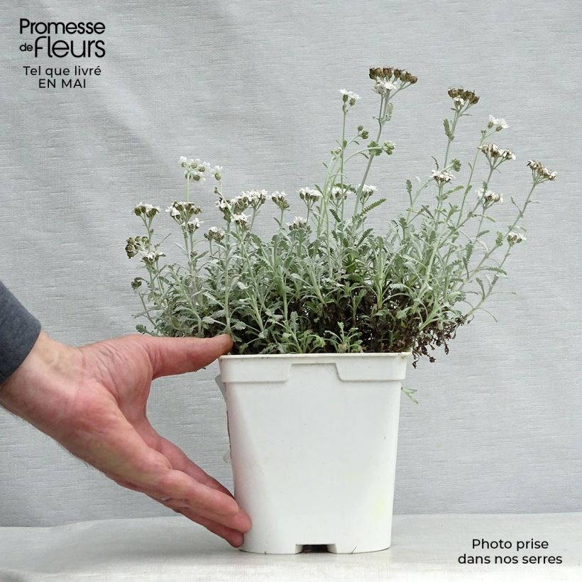 Spécimen de Achillea umbellata - Achillée en pot de 2L/3L tel que livré au printemps