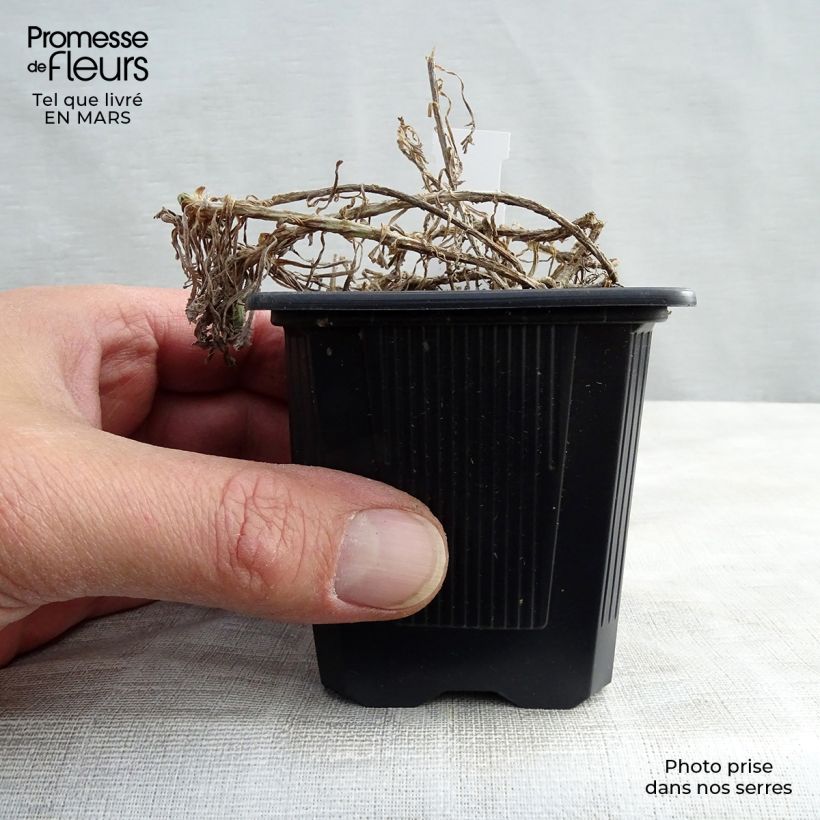 Spécimen de Achillea umbellata - Achillée en godet de 8 cm tel que livré au printemps