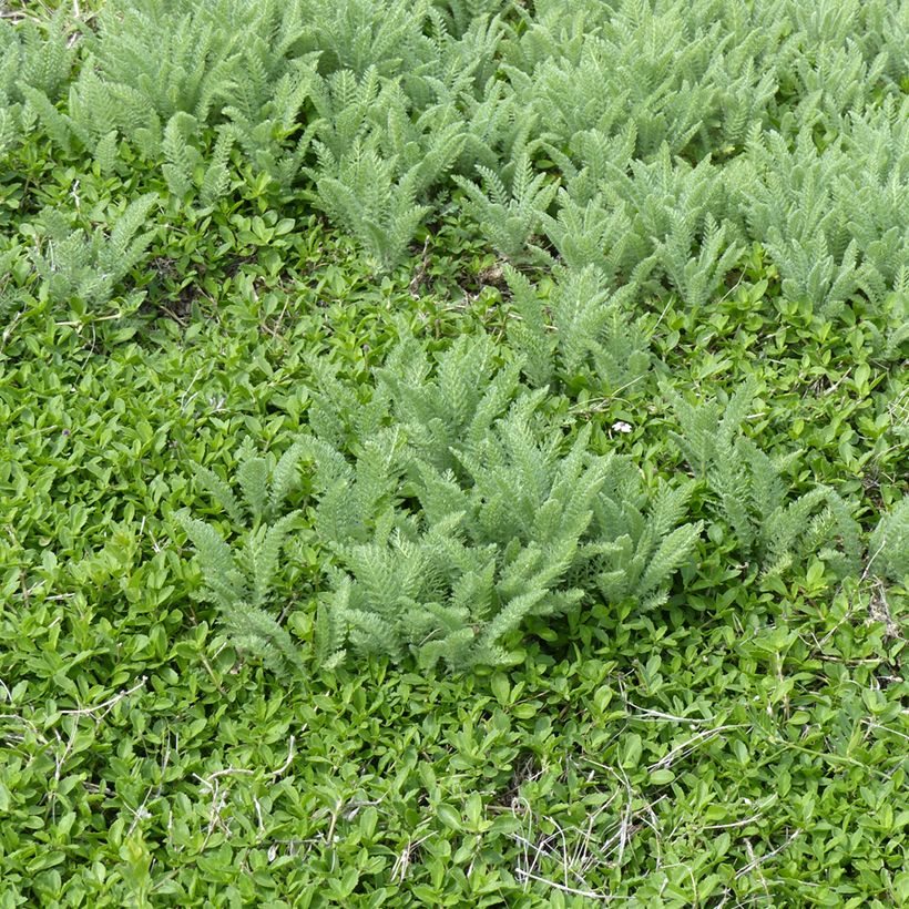 Achillée - Achillea crithmifolia (Port)