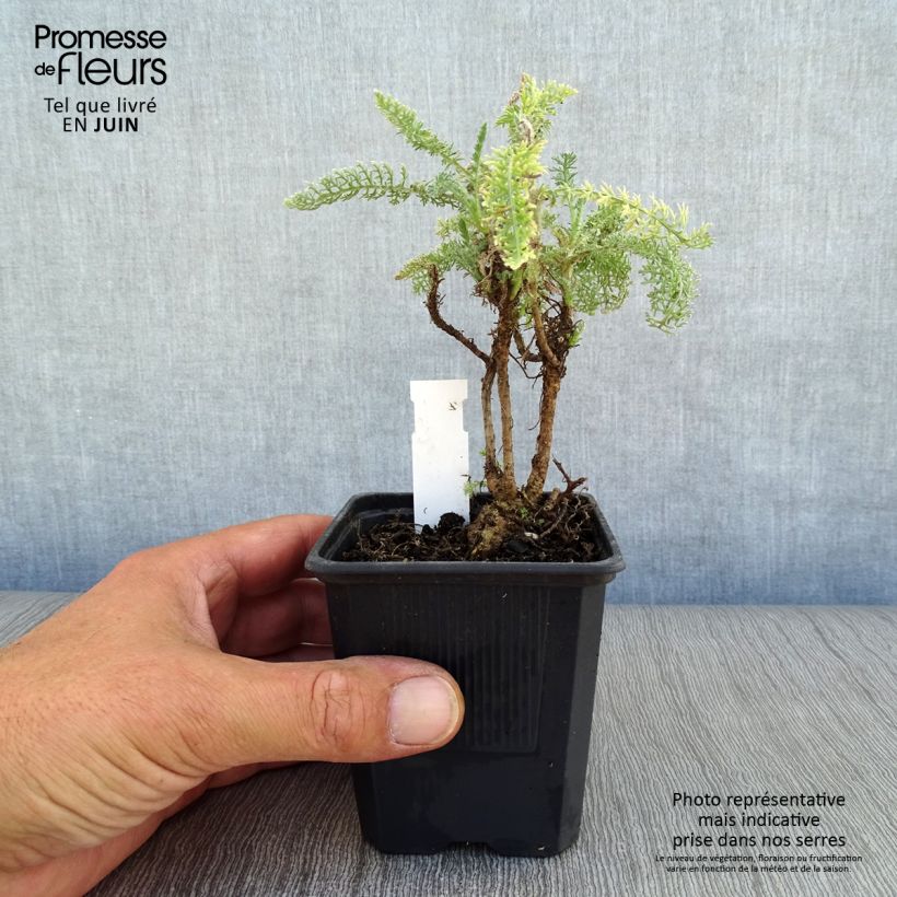 Spécimen de Achillée - Achillea crithmifolia Godet de 8/9 cm tel que livré en été