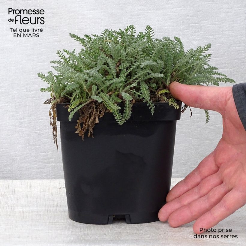 Spécimen de Achillée - Achillea crithmifolia en pot de 2/3L tel que livré au printemps