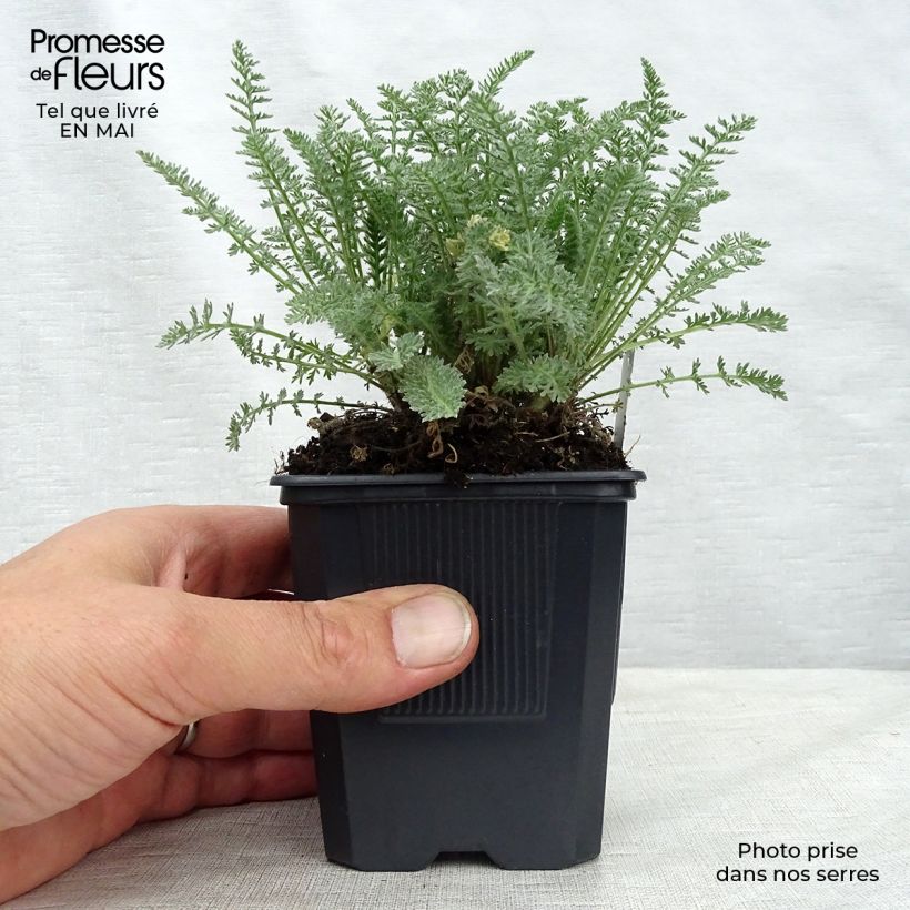 Spécimen de Achillée - Achillea crithmifolia en godet de 8 cm tel que livré au printemps