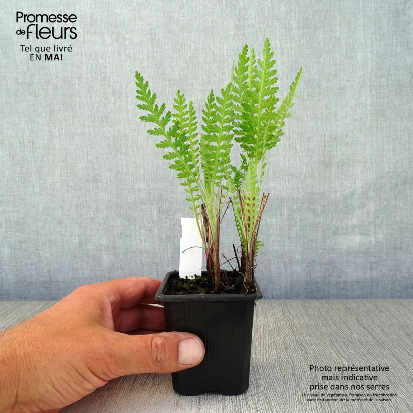 Spécimen de Achillée - Achillea filipendulina Parker's Variety Godet de 8 cm tel que livré au printemps