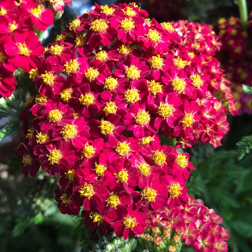 Achillée Desert Eve Red (Floraison)