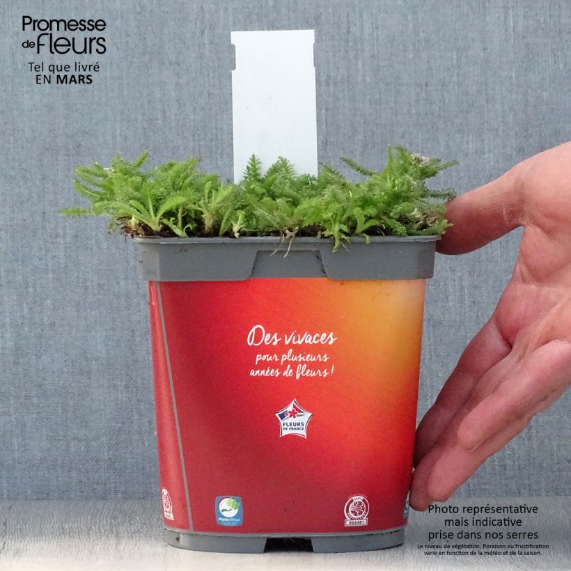 Spécimen de Achillée Desert Eve Terracotta - Pot de 2L/3L tel que livré au printemps