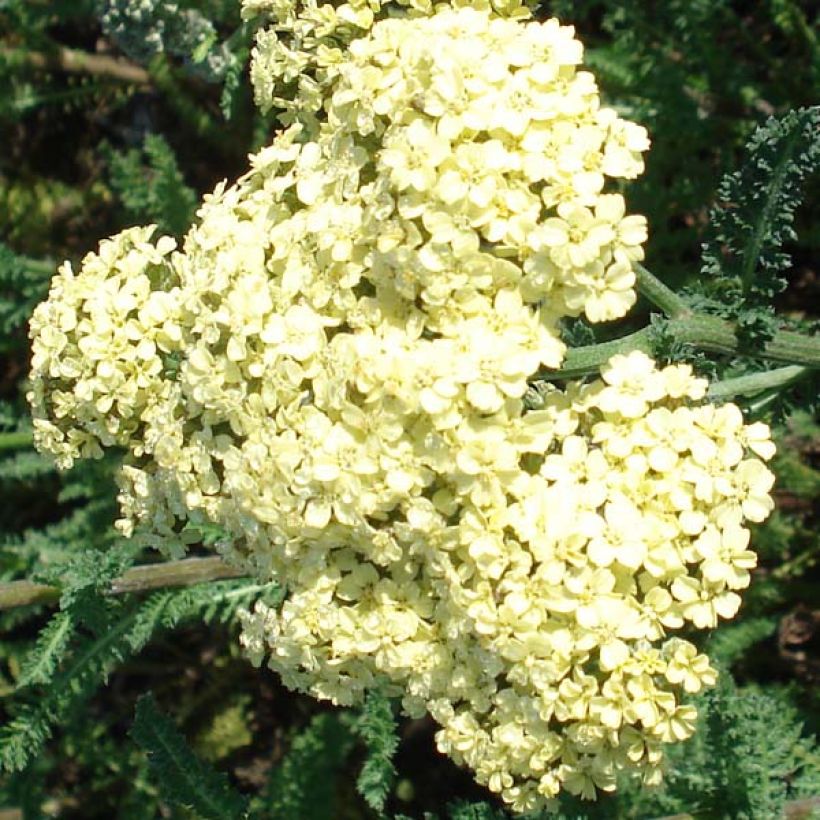 Achillée millefolium Hella Glashoff (Floraison)