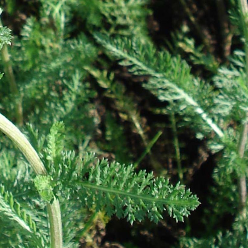 Achillée millefolium Salmon Beauty (Feuillage)