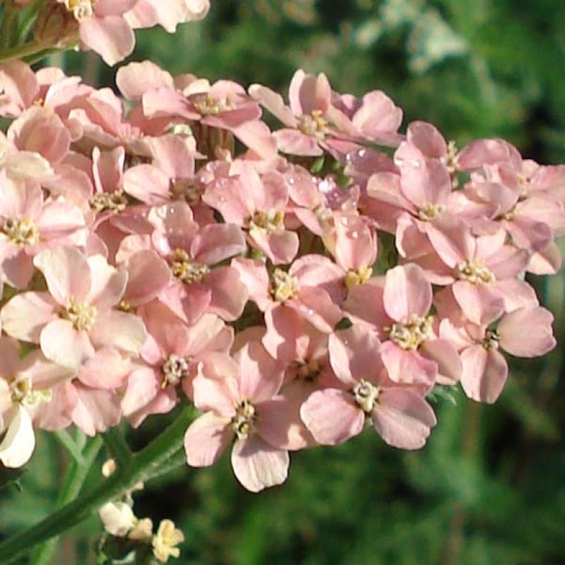 Achillée millefolium Salmon Beauty (Floraison)