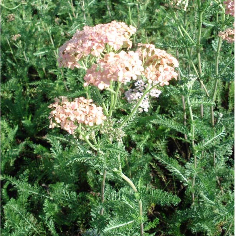 Achillée millefolium Salmon Beauty (Port)