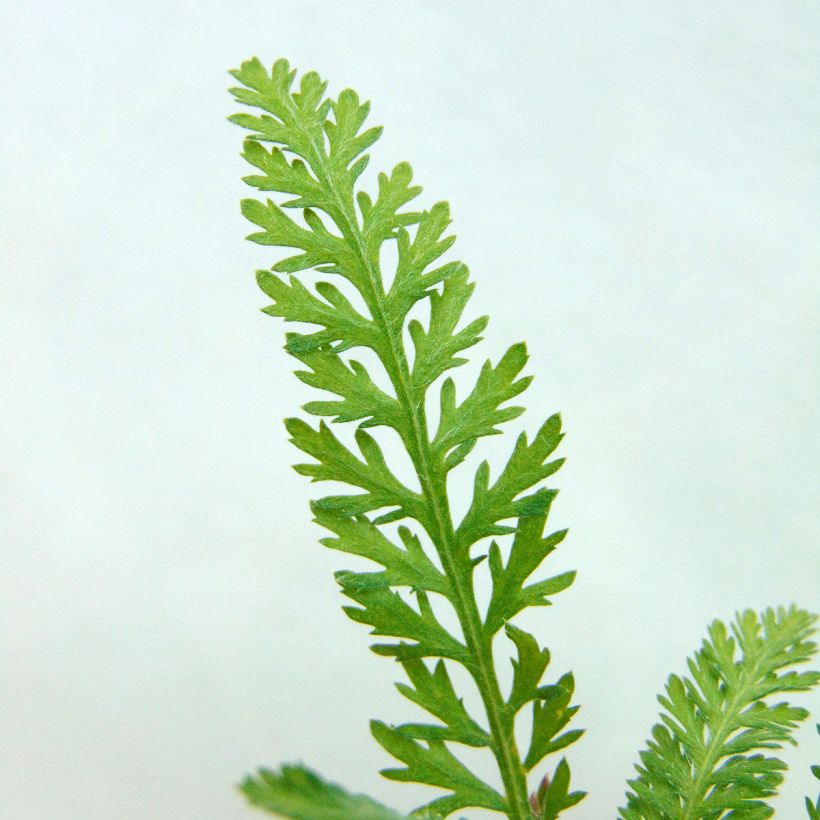 Achillée Walter Funcke - Achillea millefolium (Feuillage)