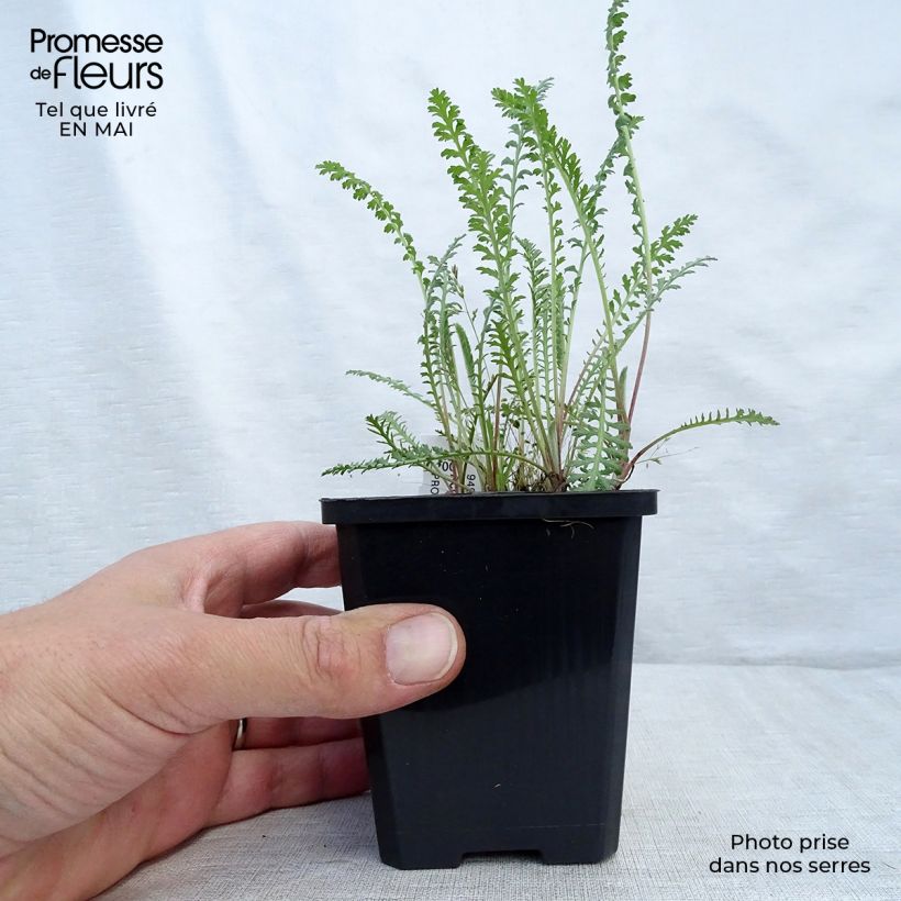 Spécimen de Achillée Walter Funcke - Achillea millefolium Godet de 9cm tel que livré au printemps