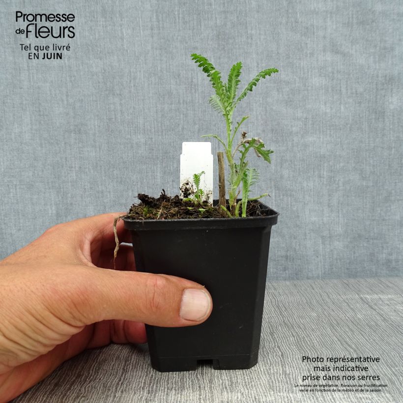 Spécimen de Achillée Walter Funcke - Achillea millefolium Godet de 8/9 cm tel que livré en été