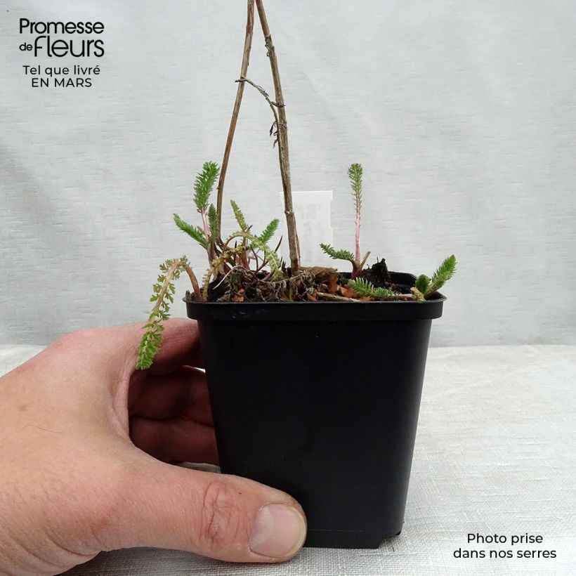 Spécimen de Achillée filipendule Helios Godet de 9cm tel que livré au printemps