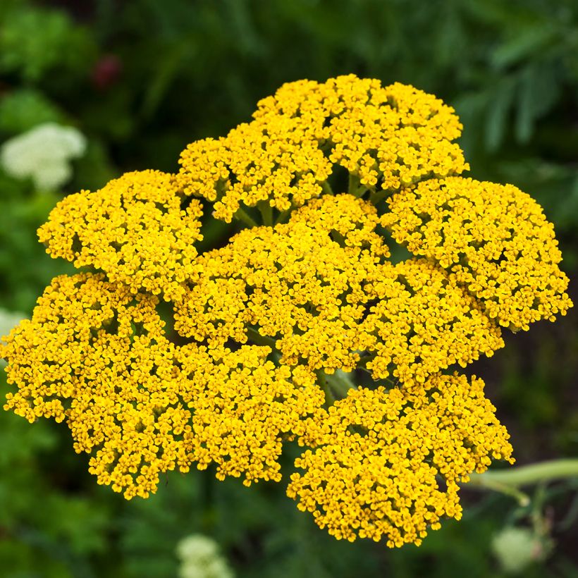 Achillée filipendulina Golden Plate (Floraison)