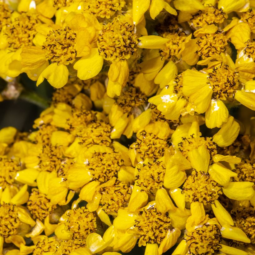 Achillea tomentosa Aurea (Maynard's Gold) - Achillée laineuse (Floraison)