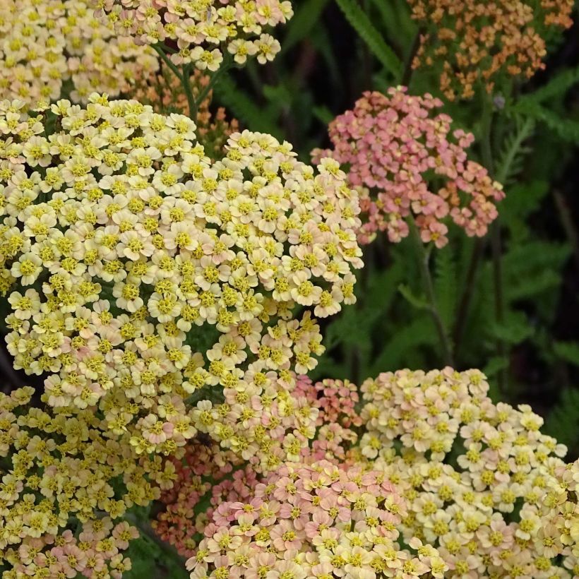 Achillée millefeuille Hannelore Pahl (Floraison)