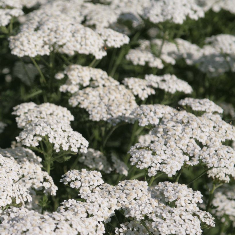 Achillée millefeuille Schneetaler (Floraison)