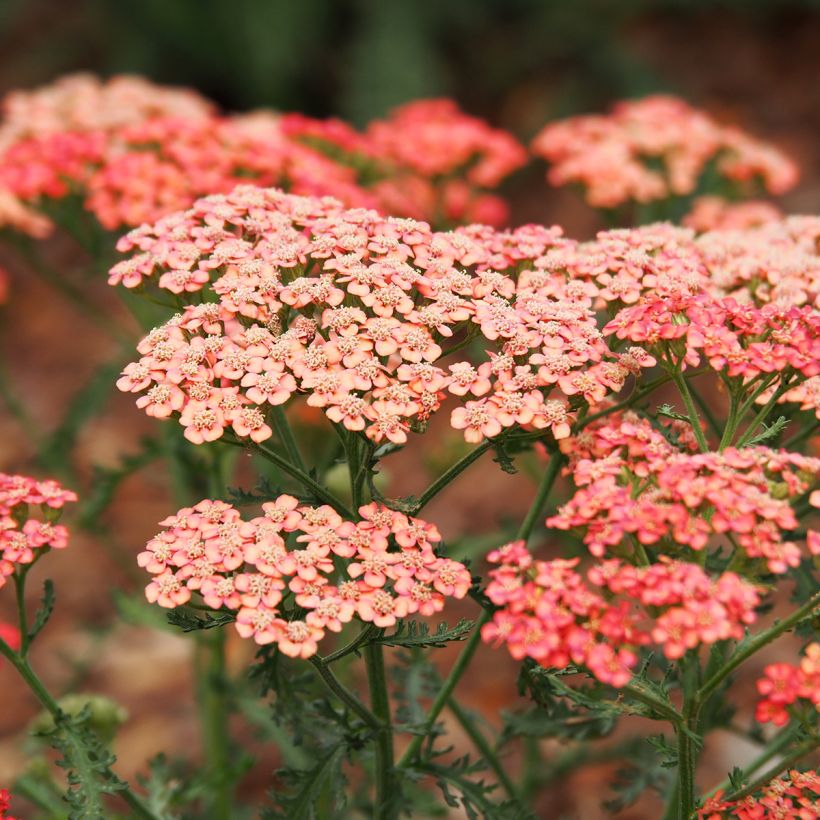 Achillée millefeuilles Apricot Delight (Tutti frutti) - Achillea millefolium (Floraison)