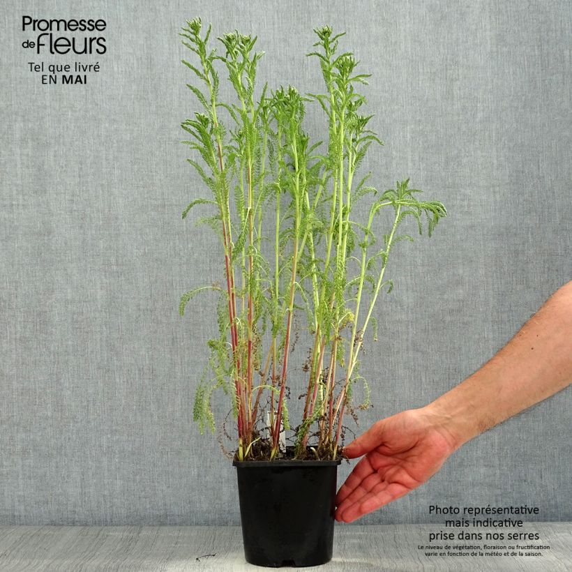 Spécimen de Achillée millefeuilles Apricot Delight (Tutti frutti) - Achillea millefolium - pot de 2L/3L tel que livré au printemps
