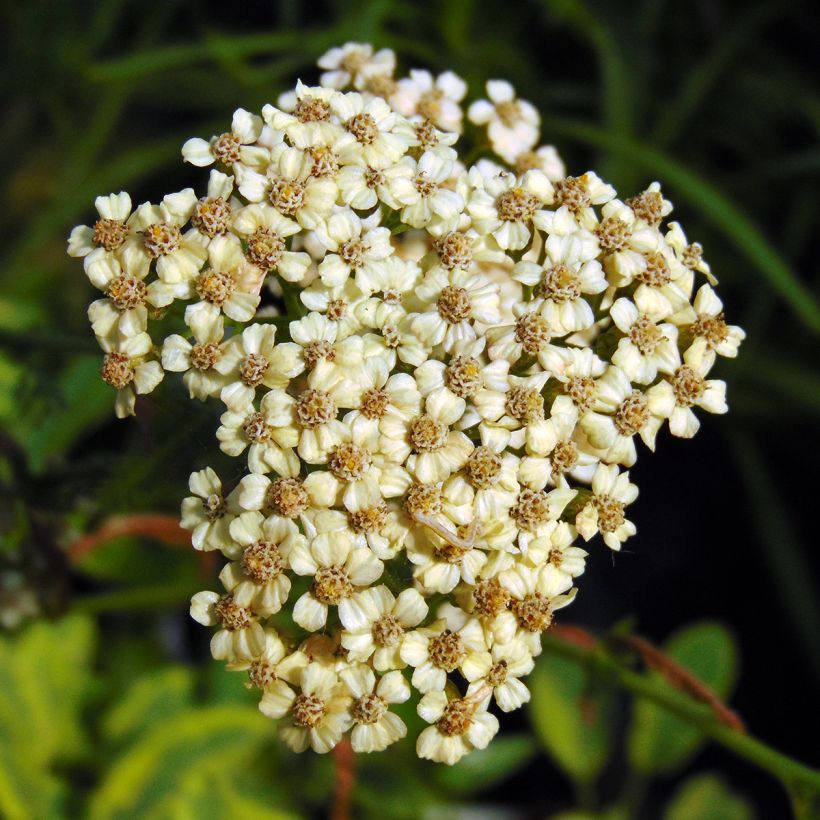 Achillée millefolium Apfelblute (Apple Blossom) (Floraison)