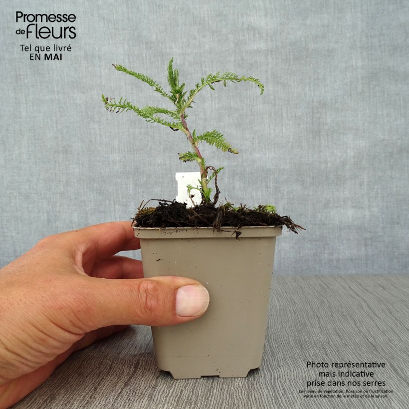Spécimen de Achillée millefolium Apfelblute (Apple Blossom) Godet de 9cm tel que livré au printemps
