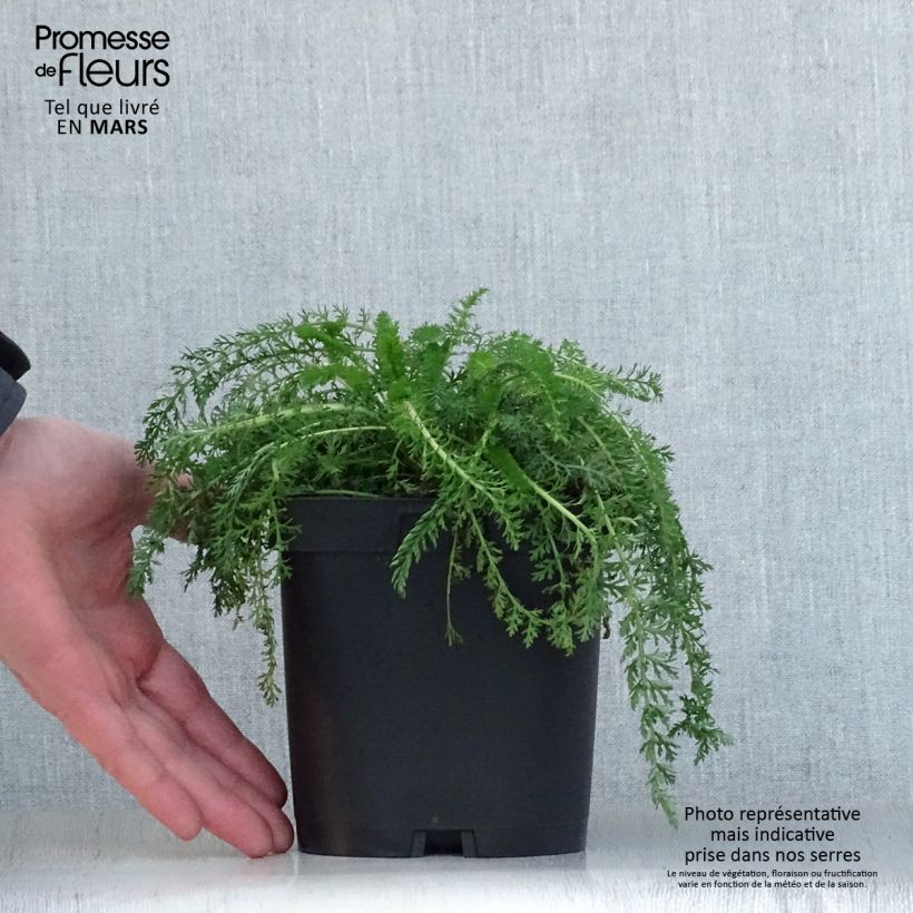 Spécimen de Achillée millefolium Cerise Queen en pot de 2/3L tel que livré au printemps